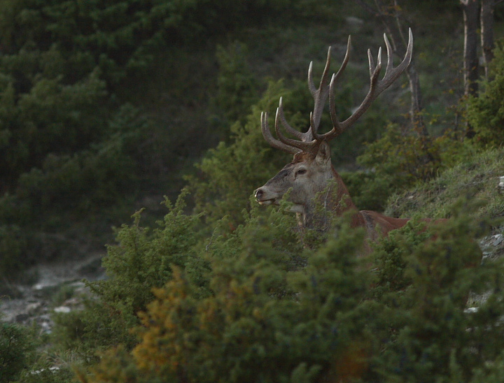 Strategie riproduttive del cervo (Cervus elaphus)